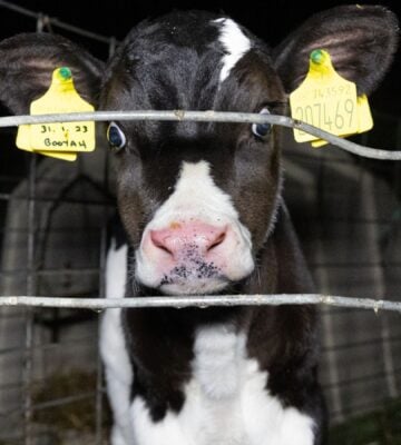 A calf at a UK dairy farm
