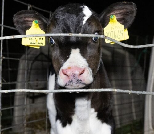 A calf at a UK dairy farm
