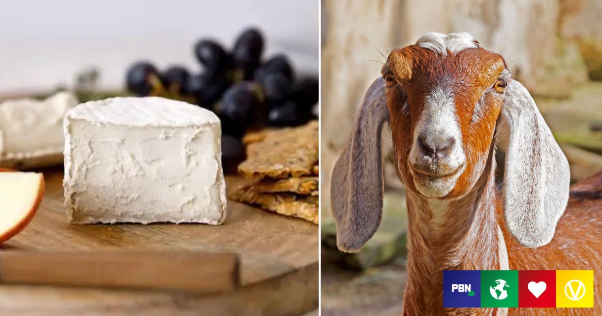 You Can Now Buy Vegan Goats Cheese In UK Supermarkets