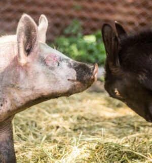 A pig and a goat touching faces at a sanctuary