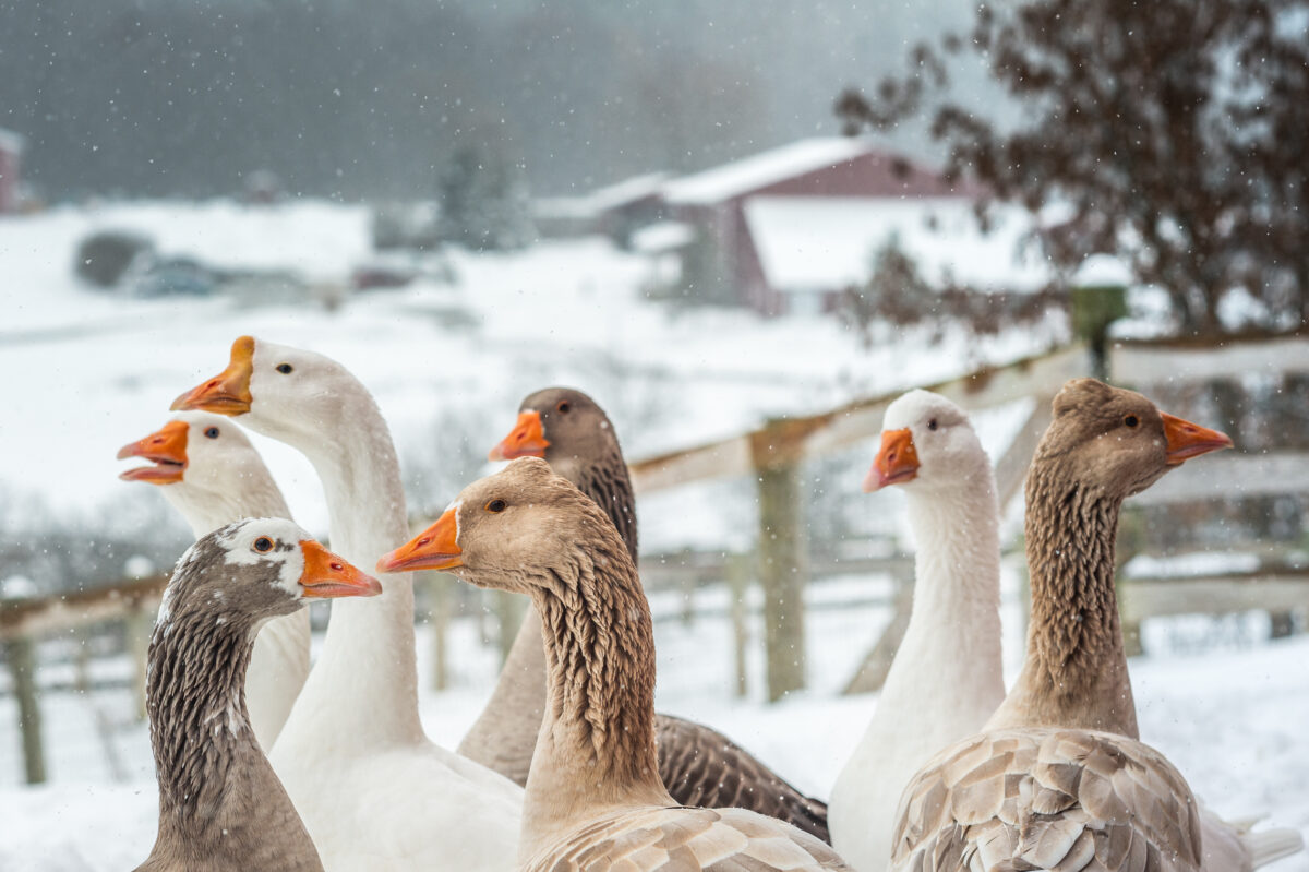 A group of geese at an animal sanctuary