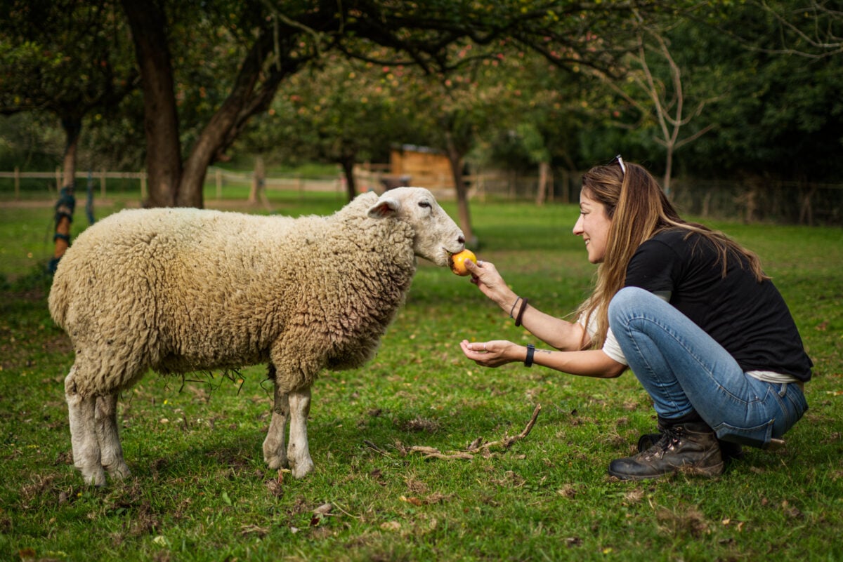 A woman feeing a sheep at a UK animal sanctuary