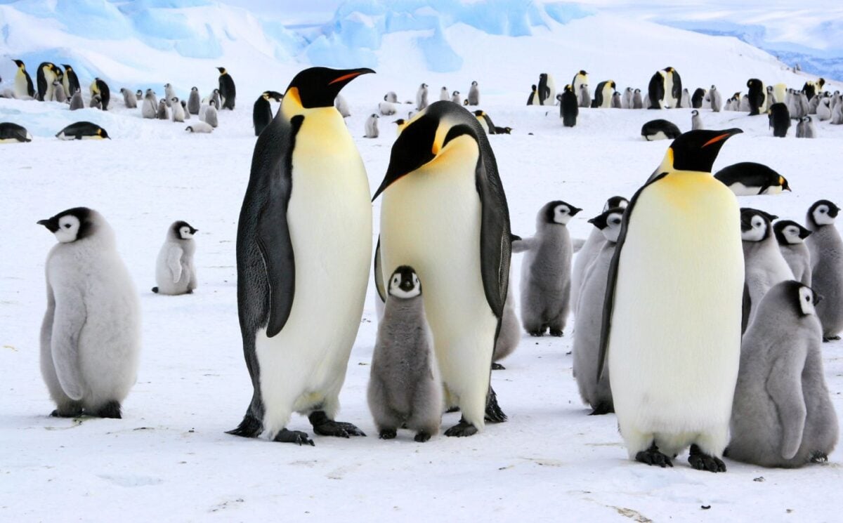 A family of penguins in Antarctica