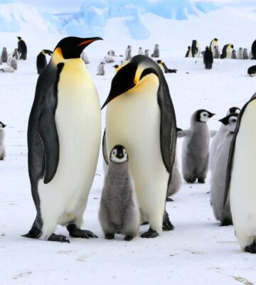 A family of penguins in Antarctica