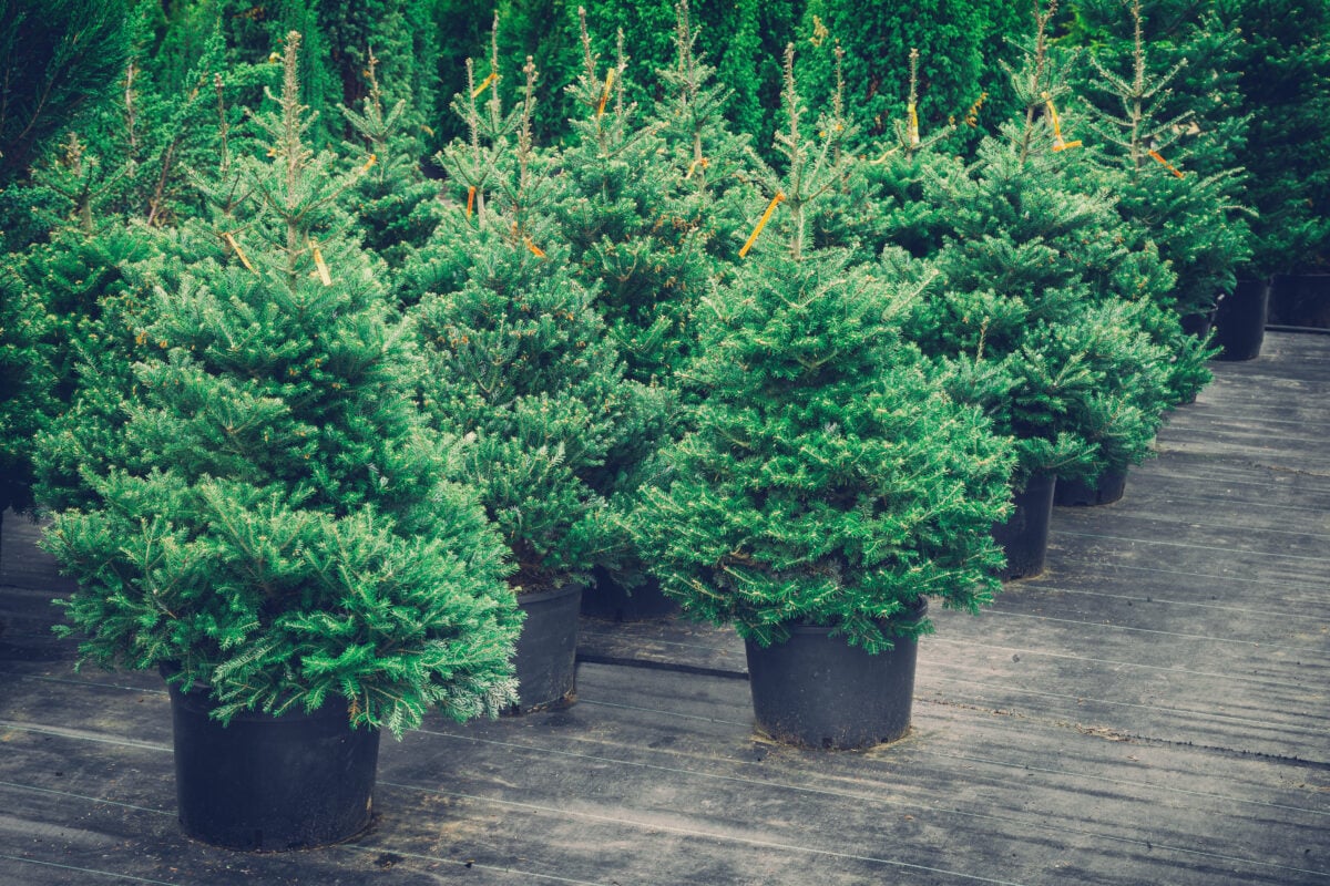 Sustainable potted Christmas trees to rent