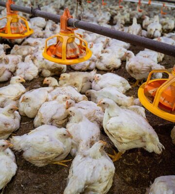 Intensification at a chicken farm, which the FAO roadmap suggests could be a solution to the climate crisis