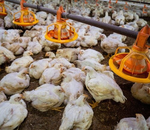 Intensification at a chicken farm, which the FAO roadmap suggests could be a solution to the climate crisis