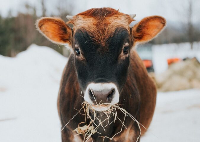 A cow at an animal sanctuary in the cold