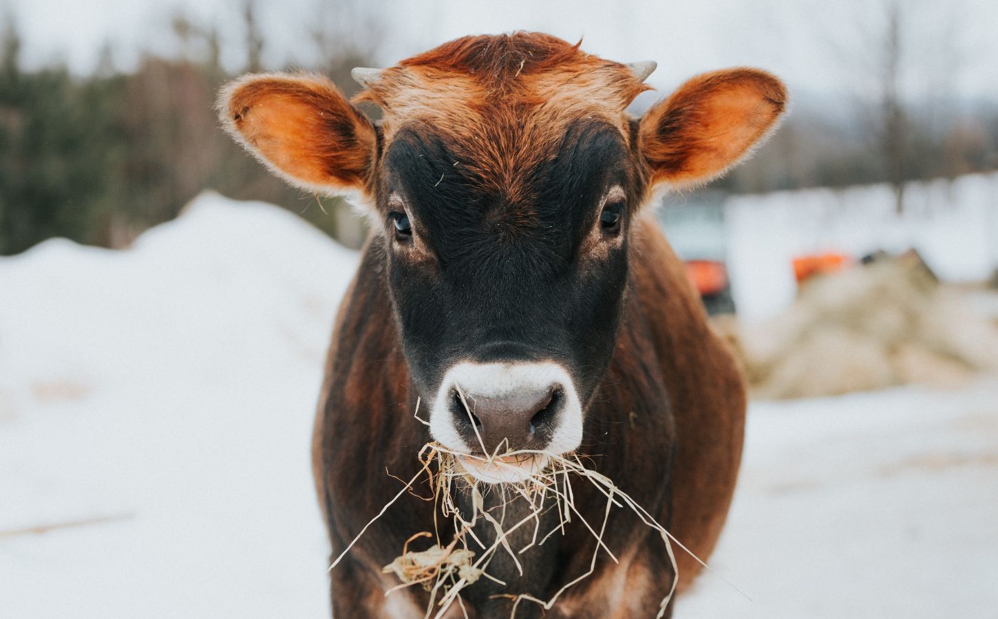 A cow at an animal sanctuary in the cold