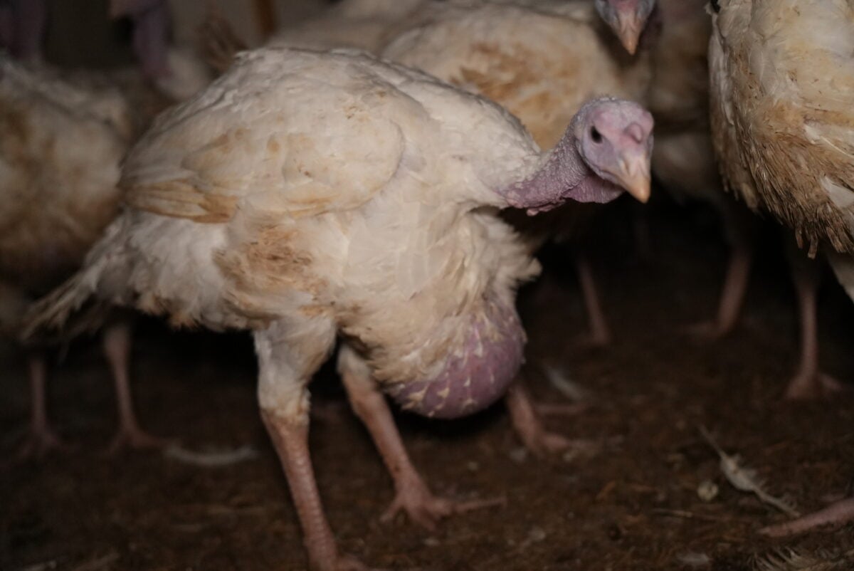 Joey Carbstrong filmed turkeys suffering and in pain at a farm in Thirsk, North Yorkshire