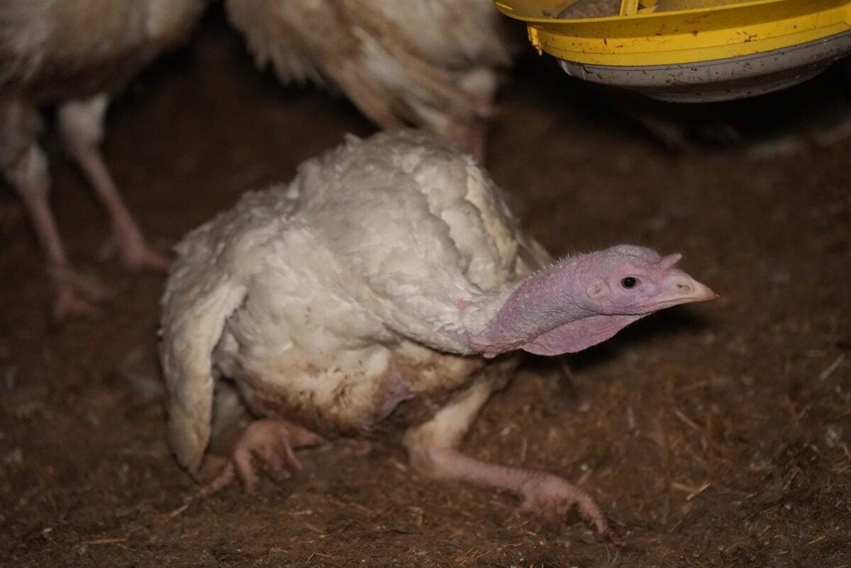 A turkey at a farm, filmed by Joey Carbstrong in a recent investigation