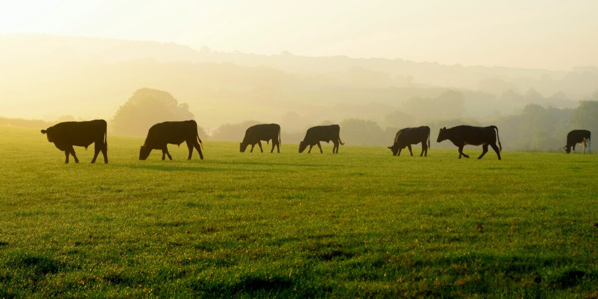 A UK cow farm, which is hugely environmentally destructive