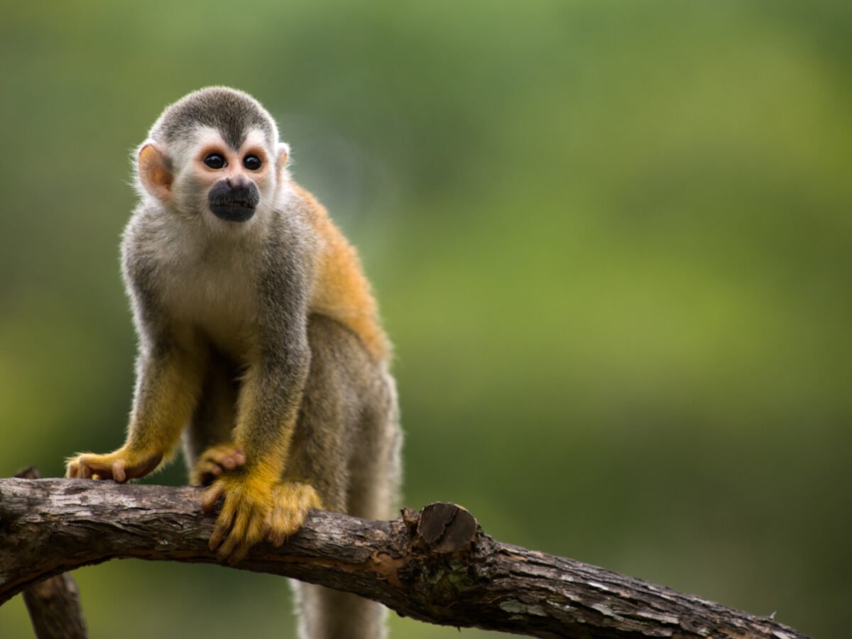 Squirrel monkey, Costa Rica