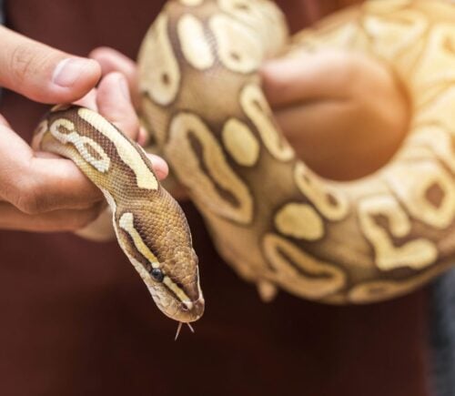 A pet snake being held by a human