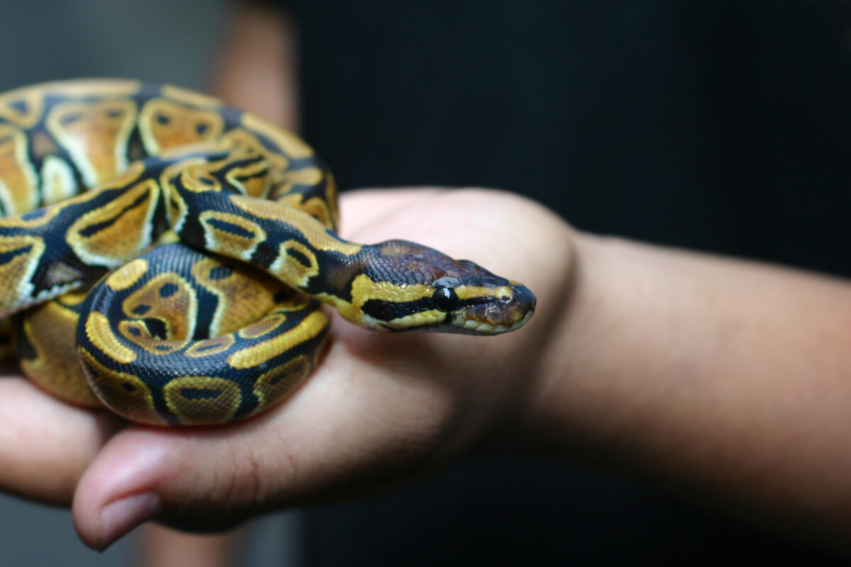 A pet snake being held in a person's hand