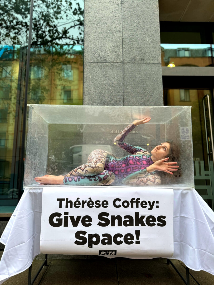A woman protesting pet snakes in England by lying in a glass enclosure that doesn't allow her to stretch. A sign below reads: "Therese Coffey: Give snakes space!"