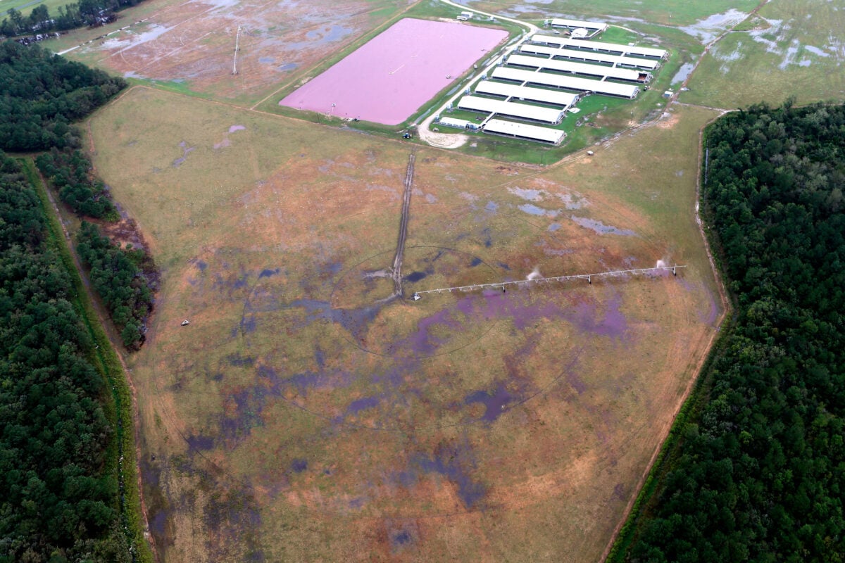A sprayfield in North Carolina, where waste from pig farming is spread onto land near residents' homes