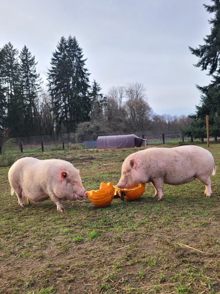 Two rescued pigs playing with a pumpkin at Heartwood Haven