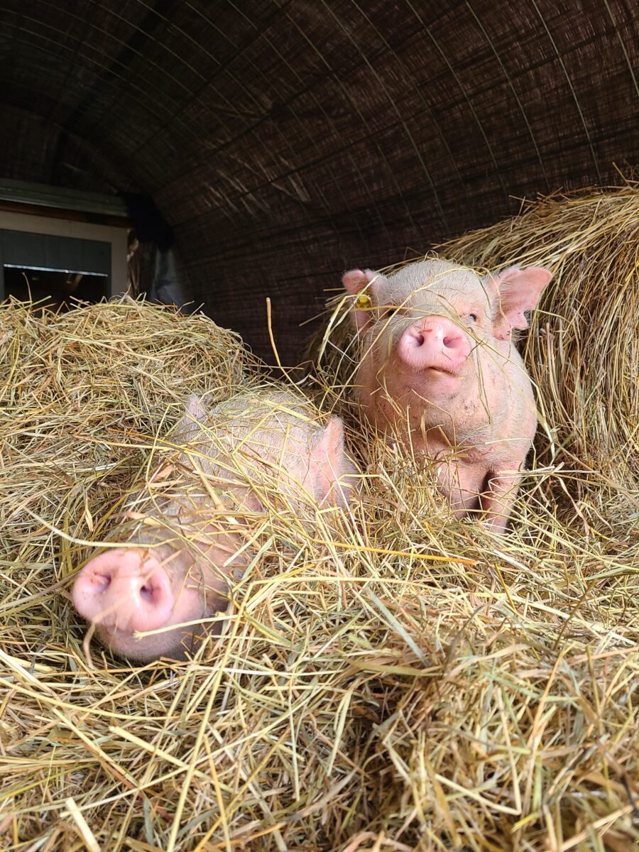 Two pigs covered in straw at Heartwood Haven animal sanctuary