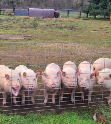 Ten pigs rescued from an animal testing lab
