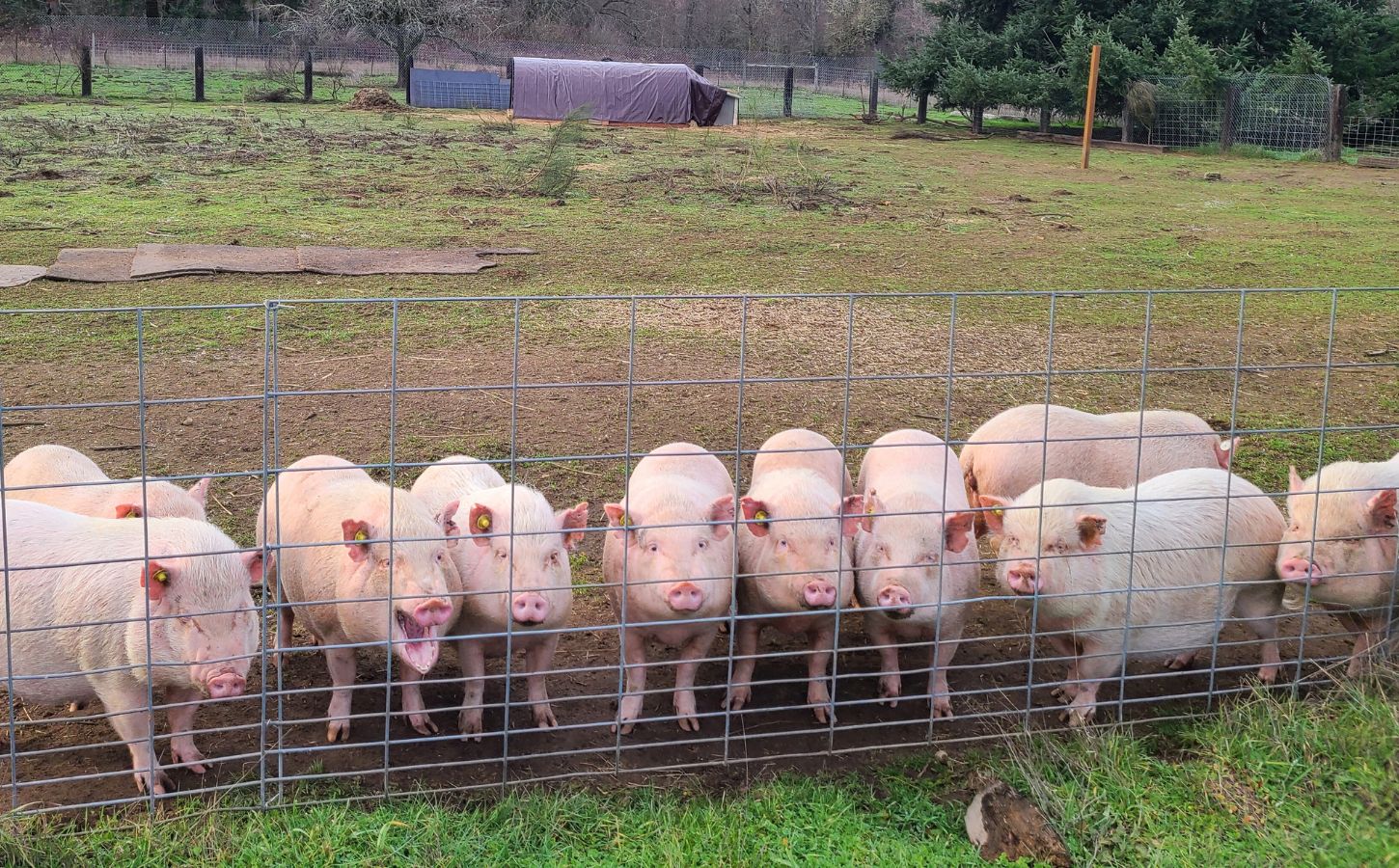 Ten pigs rescued from an animal testing lab