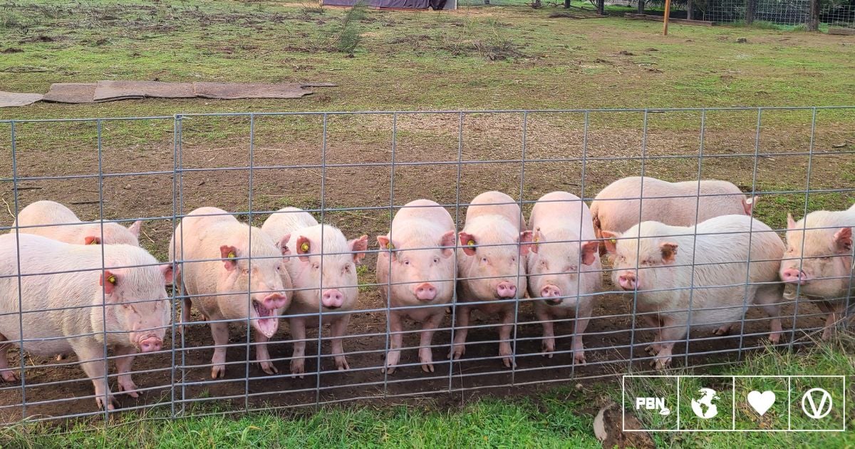 10 Pigs Rescued From Animal Testing Lab