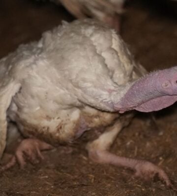 Injured turkey at an intensive turkey farm in Thirsk, filmed during an investigation by Joey Carbstrong