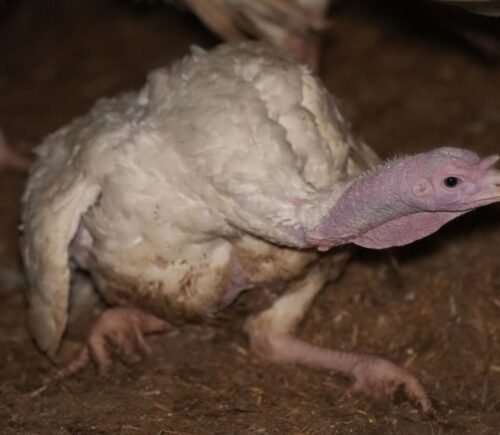 Injured turkey at an intensive turkey farm in Thirsk, filmed during an investigation by Joey Carbstrong