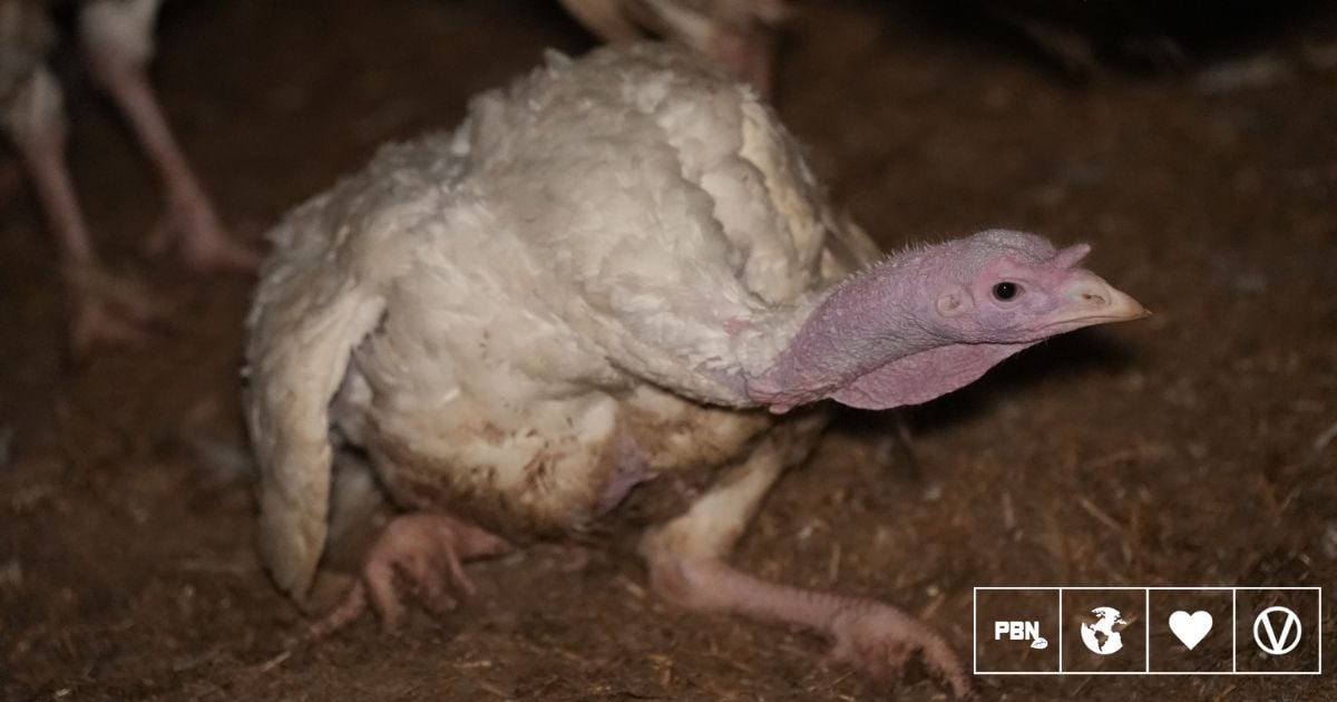 What Is Chicken Factory Farm? Sad Horrific Details Revealed