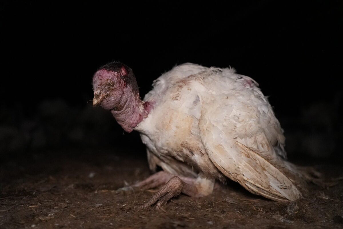 A diseased turkey at a Red Tractor assured farm in North Yorkshire