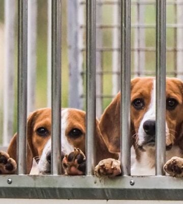 Beagles in an animal testing facility