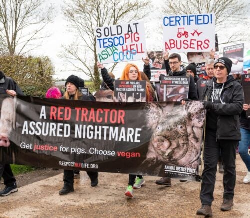 Animal Justice project protesting Red Tractor
