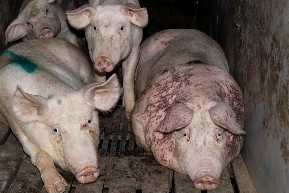 Pigs on Hogwood farm