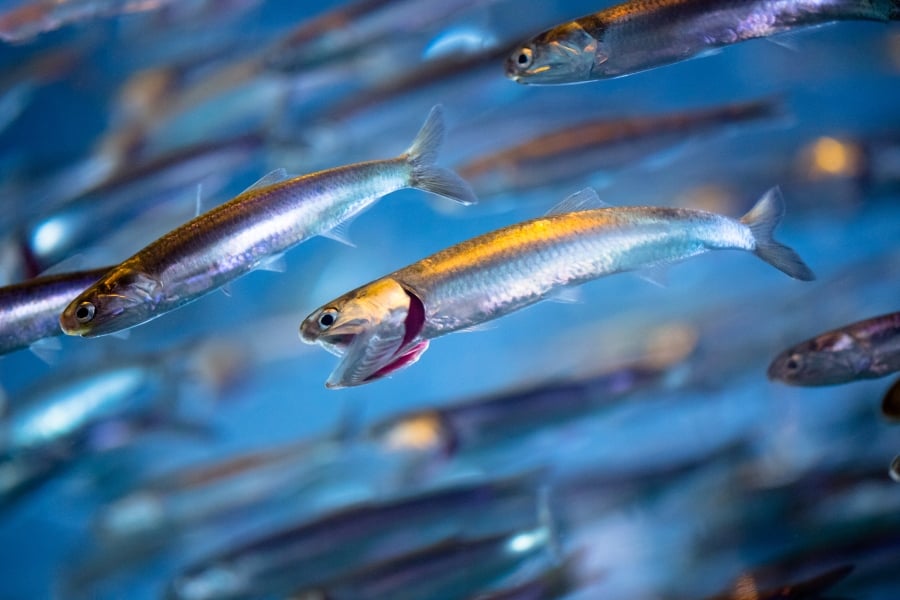 A school of anchovies swimming