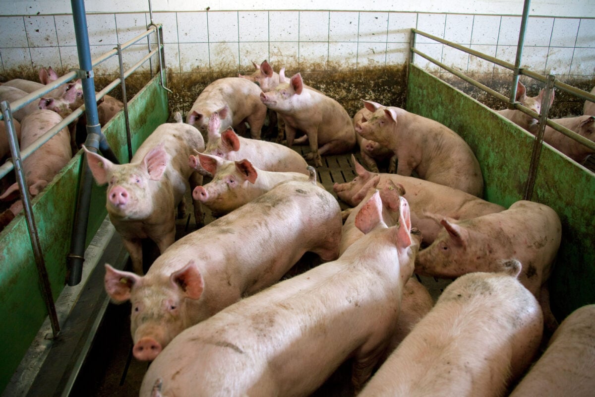 A pig farm in Germany