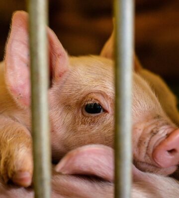 Pig in factory farm