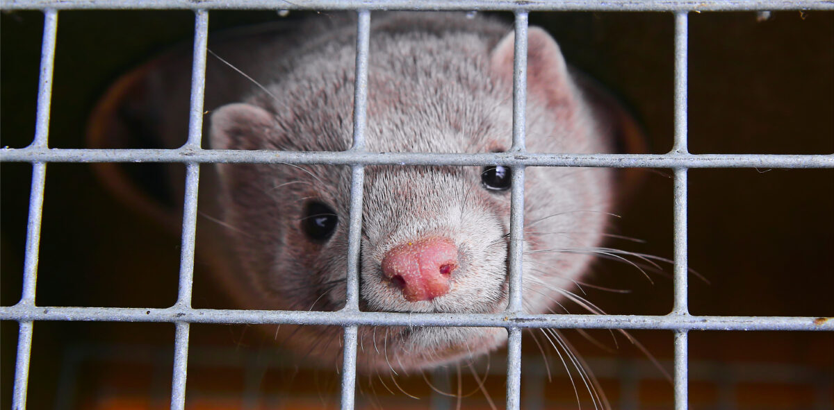 A caged mink