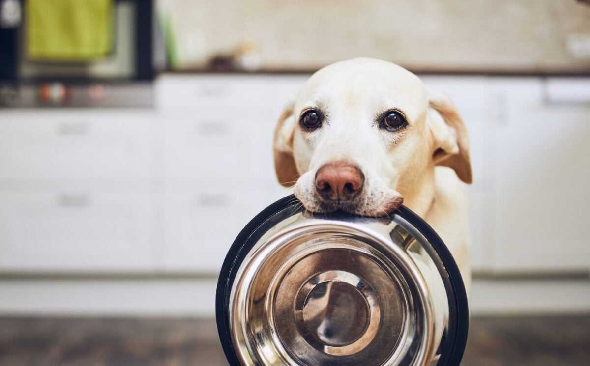 Dog holding empty food bowl