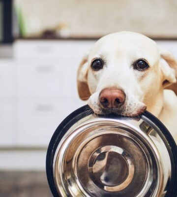 Dog holding empty food bowl
