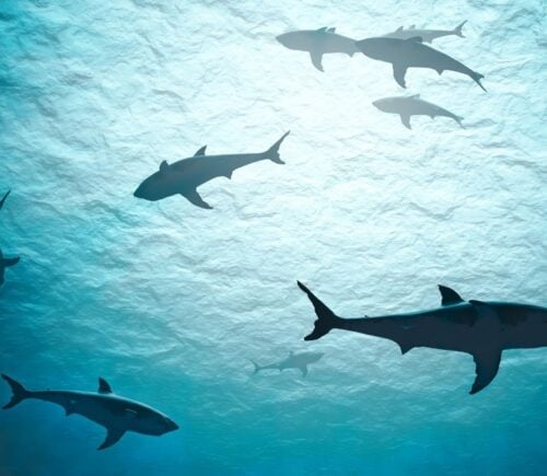 Sharks swimming in the ocean, 100 million of which are being caught and sold each year