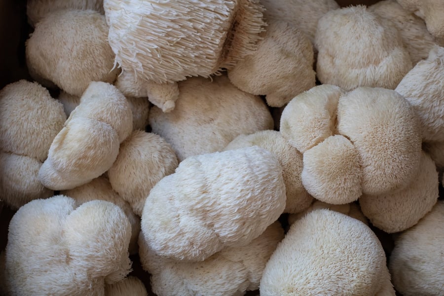 Lions mane mushrooms, which feature as a steak in Wagamama's new Veganuary dish