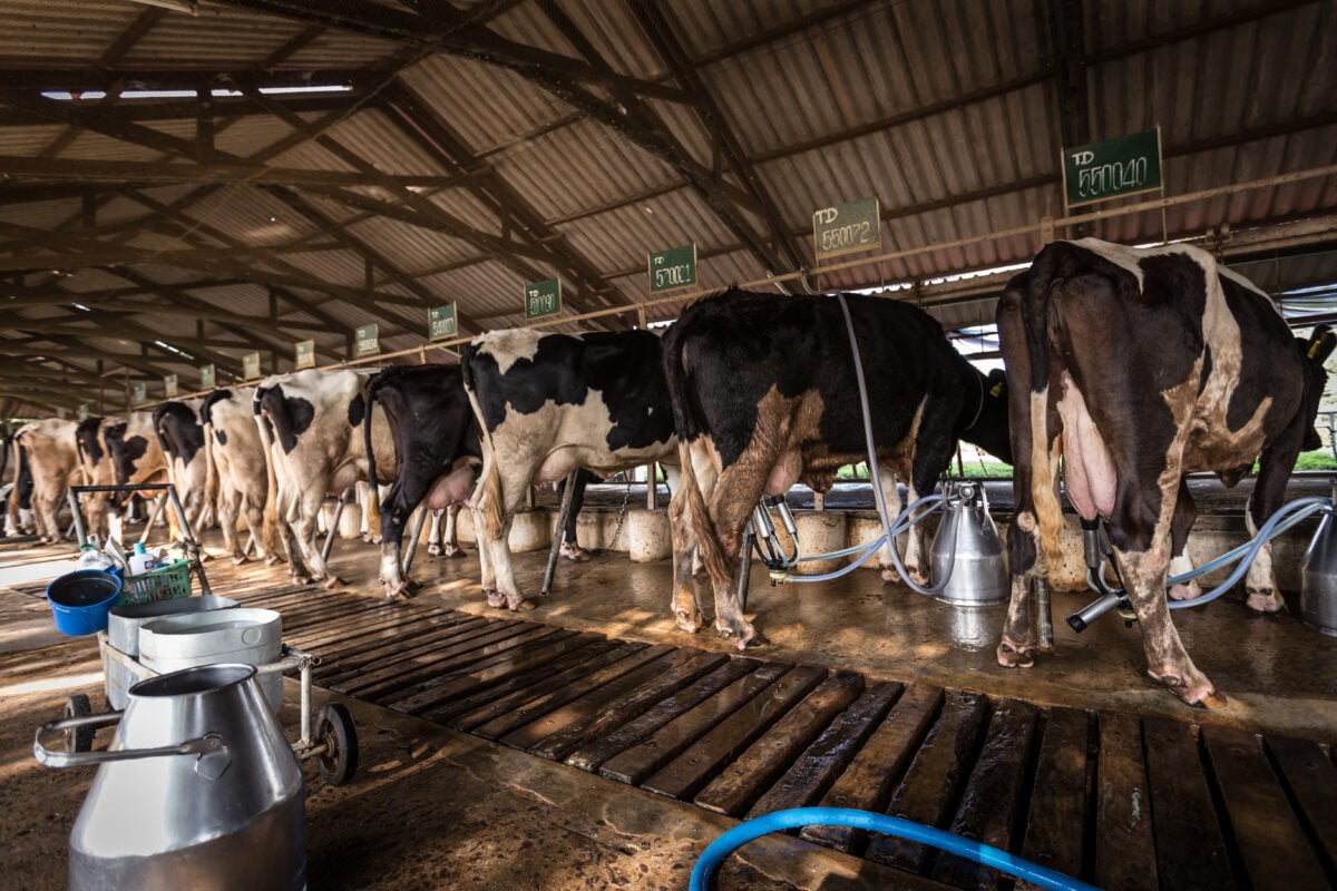 Cows in a dairy farm