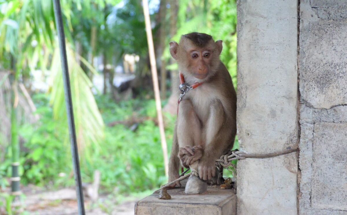 Chained monkey in Thailand