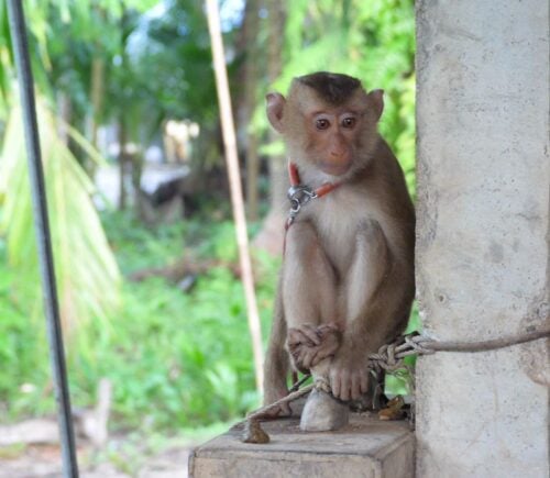Chained monkey in Thailand