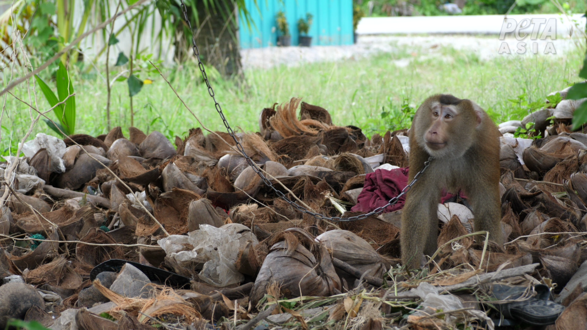 Captive monkey on coconut waste