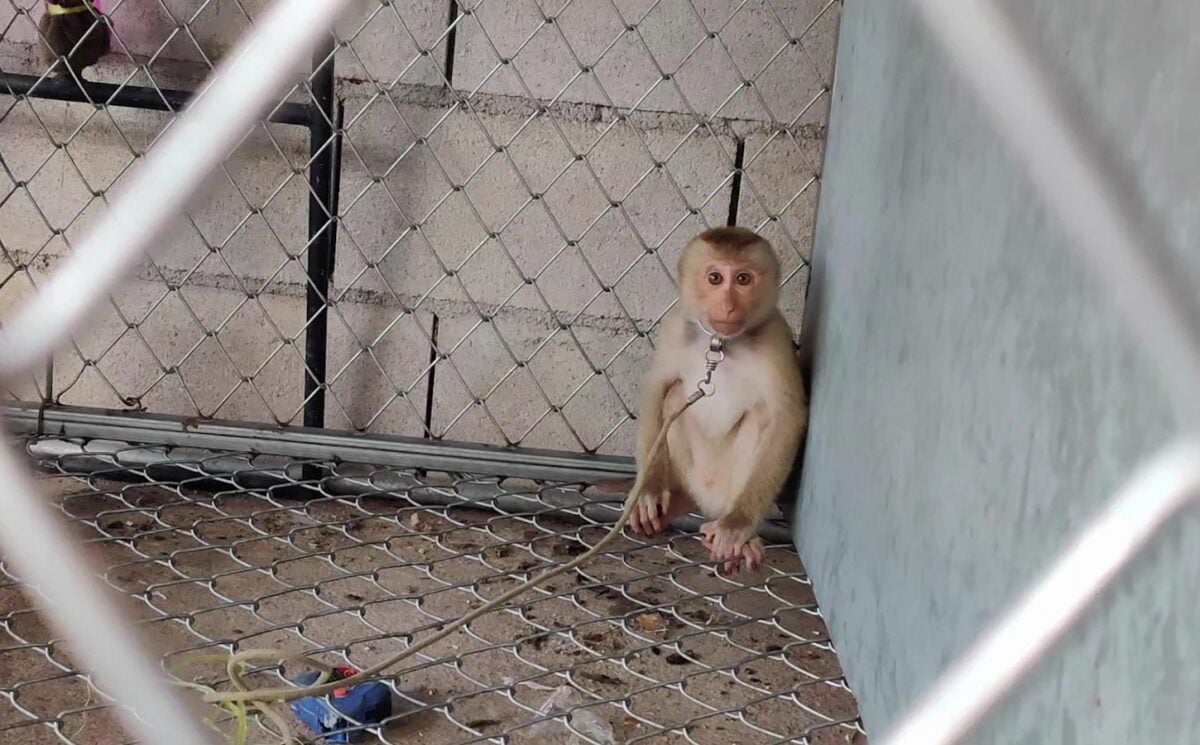 Monkey in a cage in Thailand