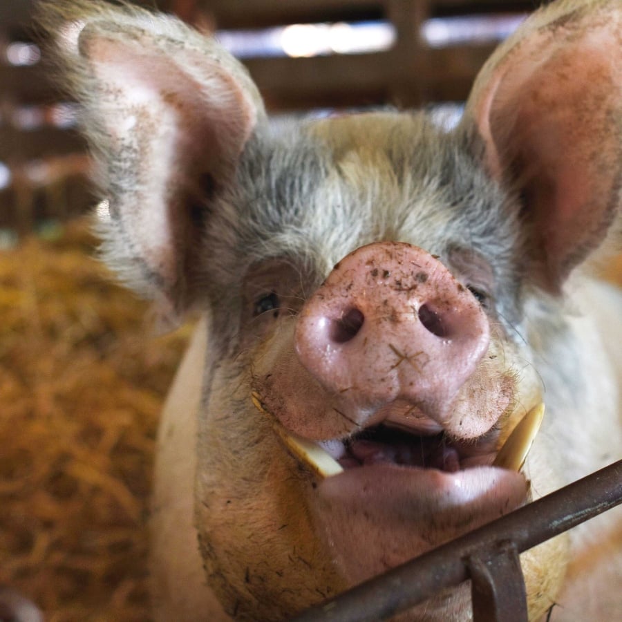 Big George the pig at FARS, a UK animal sanctuary