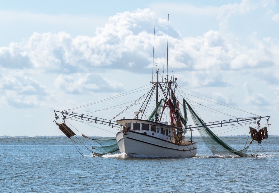 Shrimp fishing, a hugely damaging industry