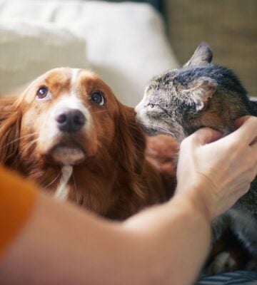 A dog and a cat being stroked by a human