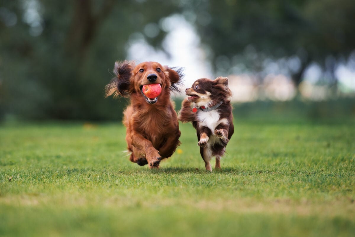 Two dogs playing in a park